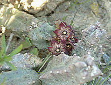 Caralluma europaea