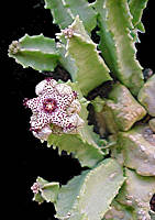 Caralluma foulcheri-delboscii