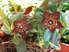 Caralluma frerea