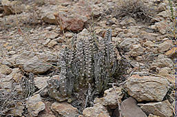 caralluma plicatiloba