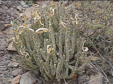 caralluma quadrangula