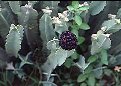 Caralluma retroscipiens