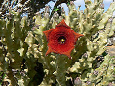 caralluma socotrana