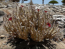 caralluma socotrana