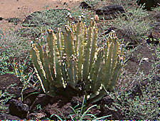 caralluma speciosa