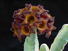 caralluma speciosa