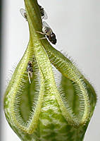 Ceropegia arabica