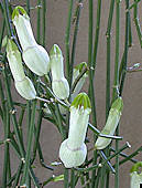 Ceropegia ampliata - Photo: Sage Reynolds