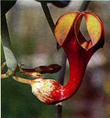 Ceropegia aristolochioides