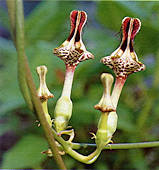 Ceropegia denticulata