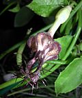 Ceropegia denticulata - Photo: Renée Gaillard