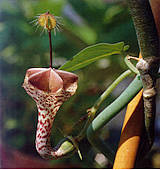 Ceropegia distincta ssp. haygarthii