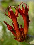 Ceropegia fusca flower - Photo: Jan Rimmek