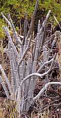 Ceropegia fusca - (habitat photo: Oscar L. Saavedra)