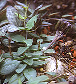 Ceropegia woodii