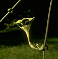 Ceropegia sandersonii - Photo: Sage Reynolds