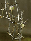 Ceropegia stapeliformis - 