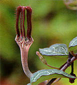 Ceropegia woodii