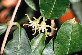 Fockea edulis