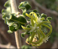 Fockea capensis