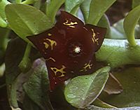 Frerea indica flower