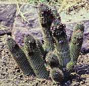 Hoodia ruschii