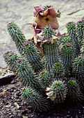 Hoodia gordonii