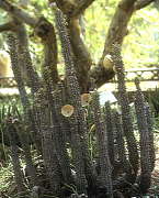 Hoodia gordonii