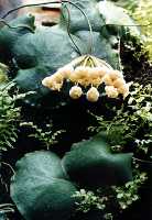 Hoya imbricata