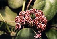 Hoya meliflua