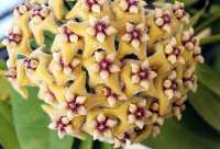 Hoya coriacea