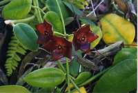 Hoya sussuela