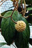 Hoya vitellinoides