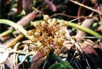 Hoya sp.