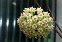 Hoya pottsii