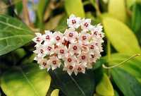 Hoya elliptica