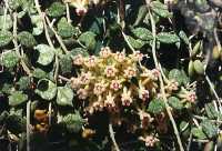 Hoya curtisii