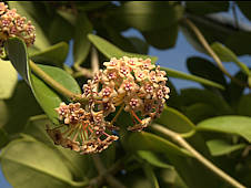 Hoya diversifolia  Blume - Photo: Richard Hodgkiss