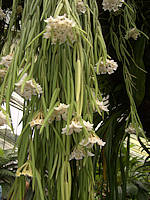 Hoya linearis Wall. ex D.Don - Photo: Richard Hodgkiss