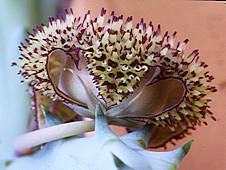 huernia hystrix