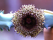 Huernia hystrix