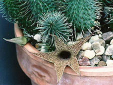 huernia pillansii