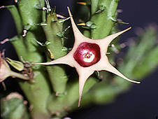 huernia verekeri