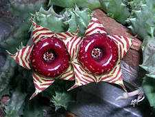 Huernia plowseii