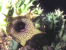 Huernia saudi-arabica