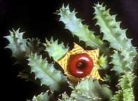 Huernia zebrina