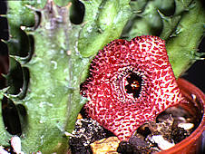 huernia hislopii