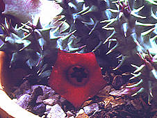 Huernia schneiderana