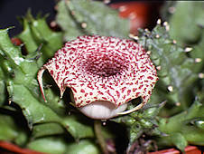 Huernia hislopii