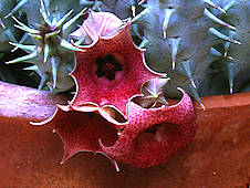 huernia macrocarpa